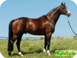 Англо-арабская (The Anglo-Arab Horse) 