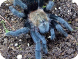 Aphonopelma caniceps