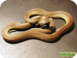 Apodora papuana