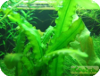 Aponogeton loriae