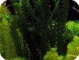 Aponogeton longiplumulosus