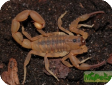Odonthurus dentatus