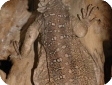 Laudakia microlepis