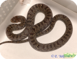 Oligodon purpurascens