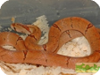 Oligodon barroni