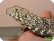 Agama erythrogaster (Агама хорасанская)