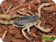 Hardrurus arizonensis