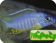 Aulonocara korneliae