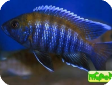 Aulonocara sp. "walteri"