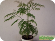 Grevillea