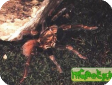 Avicularia antillensis