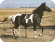 Басуто (Basuto pony)