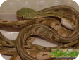 Boiga bengkuluensis