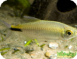 Brycinus longipinnis