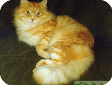 Сибирская кошка
