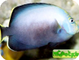 Chaetodontoplus dimidiatus 