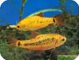 Capoeta semifasciolatus