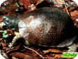 Terrapene nelsoni (Пятнистая коробчатая) 