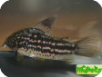 Corydoras napoensis