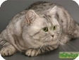 Британская короткошёрстная кошка