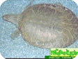 Chitra indica 