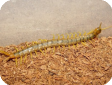 Scolopendra cf. cingulata 