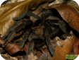 Citharacanthus meermani