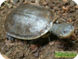 Phrynops tuberculatus (Жабоголовая бугорчатая) 
