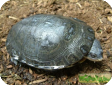 Phrynops vanderhaegei (Жабоголовая Вандерхага) 
