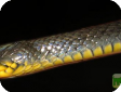 Natriciteres olivacea