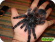 Avicularia braunshauseni