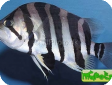Datnioides polota