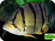 Datnioides undecimradiatus