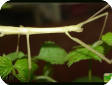 Spinohirasea crassithorax 