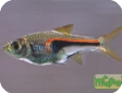 Rasbora hengeli