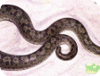 Eryx miliaris