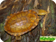 Hydromedusa maximiliani