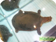 Cycloderma aubryi 