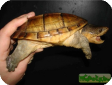Acanthochelys macrocephala