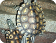 Graptemys flavimaculata