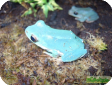 Polypedates dennysii