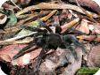 Haplopelma doriae
