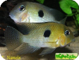 Guianacara owroewefi