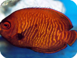 Centropyge aurantia 