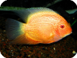 Heros sp. "Red pearl"