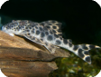 Peckoltia sp. L260