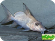 Synodontis membranaceus (Hemisynodontis membraneceus)