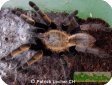 Haplopelma aureopilosum