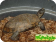 Heosemys depressa 