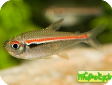Hyphessobrycon amapaensis